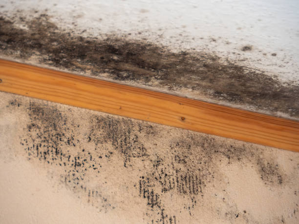 Best Commercial Mold Inspection  in Ronan, MT