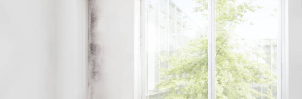 Mold Remediation for Rental Properties in Ronan, MT