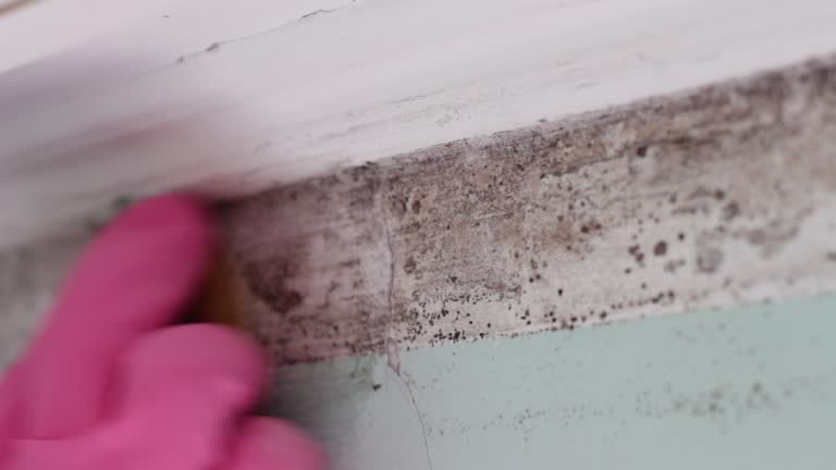 Best Mold Remediation for Rental Properties  in Ronan, MT
